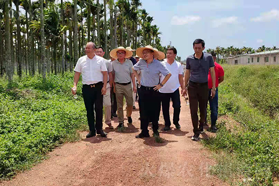 萬寧黃化防控比武基地-碳氫核肥檳榔基地示范效果