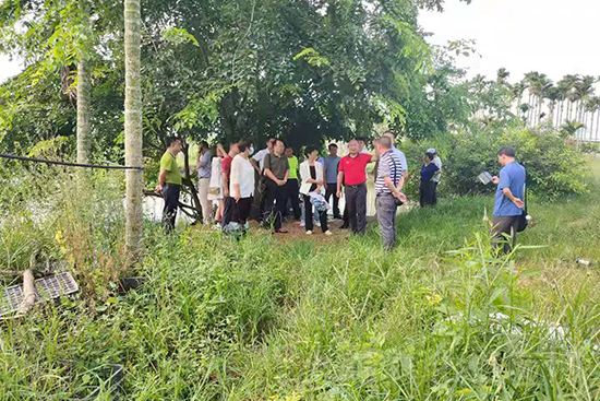 萬寧黃化防控比武基地-碳氫核肥檳榔基地示范效果