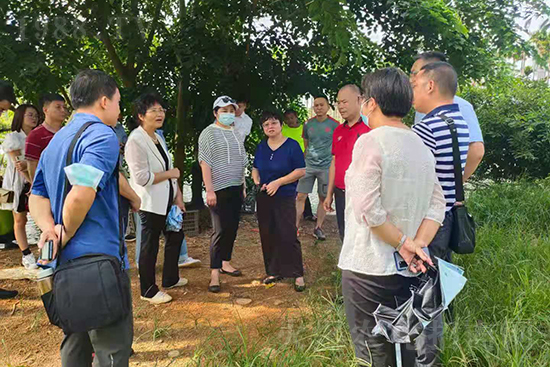 萬寧黃化防控比武基地-碳氫核肥檳榔基地示范效果