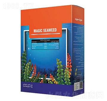 Magic Seaweed-ָ